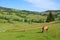 Horse grazing on the mountain pasture, small cottages spread on the green hills, blue sky