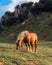 Horse grazing by Mugarra