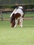 Horse Grazing In Paddock