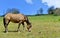 Horse grazing in a pasture in alpine mountain