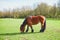 Horse grazing on pasture at farm in France