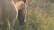 horse grazing at pasture at sunny evening. farm life