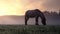 Horse grazing on pasture at sunrise in spring