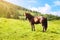 Horse grazing in pasture with sunshine