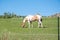 Horse grazing in pasture tan and white pinto