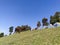 Horse grazing on a picturesque campground, with tents lined up against blue skies and a tree line backdrop. Nag Tibba, Uttarakhand