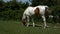 Horse grazing in Poland