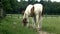 Horse grazing in Poland