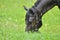 Horse grazing in the rain