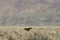 Horse grazing on ranchland in Owens Valley in California