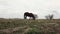 Horse grazing in rural field