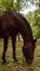 Horse grazing  rural landscape