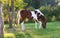 Horse Grazing in Setting Sun