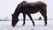 Horse grazing in a snowy meadow, looking for food under the snow. Winter scenery of pasture, falling snow