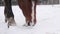 Horse grazing in a snowy meadow, looking for food under the snow. Winter scenery of pasture, falling snow