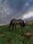 A horse grazing on spring grass