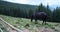 Horse grazing on stud farm