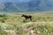 The horse is grazing on a summer corner. Farming. Grazing. Summer mountain landscape