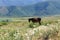 The horse is grazing on a summer corner. Farming. Grazing. Summer mountain landscape