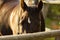 Horse grazing on a summer morning