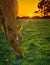 Horse grazing at sunset