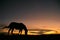 Horse grazing at sunset