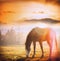 Horse grazing at sunset on autumn meadow