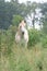 Horse grazing in tall grass