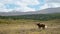 Horse grazing in the valley with mountains on background, alpine animal