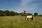 A horse grazing at a windmill