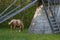 Horse grazing by windmill