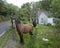 Horse in green garden near ruin of old houses in kerry