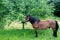 A horse in a green meadow beneath a tree