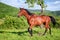 Horse in the green nature