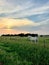 Horse in green pasture with sunset