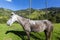 Horse in the green pastures of Cocora valley, Salento