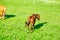 The horse on the green steppe