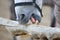 Horse grinds his teeth on a tree close-up