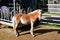 Horse haflinger foal in the mountains of italy