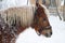 Horse Haflinger in winter