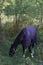 Horse in a halter and blanket close-up against the background of the forest