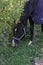 Horse in a halter and blanket close-up against the background of the forest