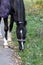 Horse in a halter and blanket close-up against the background of the forest