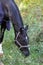 Horse in a halter and blanket close-up against the background of the forest