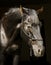 Horse in halter of rope on a dark background