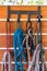 Horse halters hanging in barn