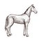 Horse handdrawn artwork. Horse animal sketch for horseback riding, equestrian sport or other design.