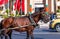 A horse in a harness on a city street, Marrakesh, Morocco. With selective focus