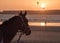 Horse with a harness looking out to sea at sunset