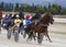 Horse harness race 029